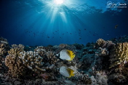 Seascape and butterfly fishes by Greg Fleurentin 